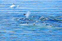 Two Humpback whales (Megaptera novaeangliae) breathing at the surface with Dominican gulls (Larus dominicanus), Charlotte Bay, Portal Point, Antarctic Sound, Antarctica.