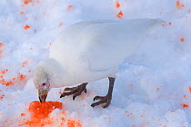 Pale-faced Sheathbill (Chionis alba) in snow, feeding on broken penguin egg dropped by a skua, Mikkelson Harbour, Trinity Island, Antarctica. December.