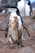 Chinstrap penguin (Pygoscelis antarctica)with muddy chest, Penguin Island, South Shetland Islands, Antarctica. November.