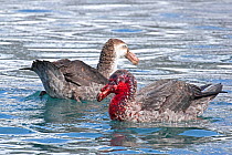 Two Northern giant petrels (Macronectes halli) on the water, one with a bloodied face from feeding on an elephant seal carcass, Gold Harbour, South Georgia, Antarctica. October.