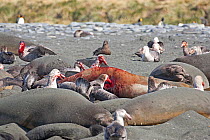 Northern giant petrels (Macronectes halli) feeding on a seal carcass, surrounded by Southern elephant seals (Mirounga leonina), Gild Harbour, South Georgia, Antarctica. October.