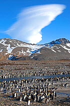 King penguin (Aptenodytes patagonicus) colony, St. Andrews Bay, South Georgia, Antarctica. October.
