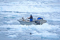 Inuit fisherman catching Halibut (Hippoglossus hippoglossus) in icy waters, Greenland, September.