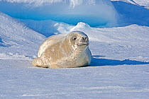 Crabeater seal (Lobodon carcinophaga) pup on ice near Rosamel Island, Antarctic Peninsula, Antarctic Sound, Antarctica. January.