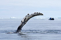 Humpback whale (Megaptera novaeangliae) waving pectoral fin at water surface with people in a boat in the distance, Antarctic Peninsula, Antarctic Sound, Antarctica. January.