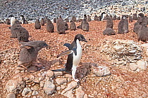 Adelie penguin (Pygoscelis adeliae) adult being followed by a chick, Paulet Island, Antarctic Peninsula, Antarctica. January.