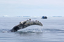 Humpback whale (Megaptera novaeangliae) waving pectoral fin at water surface with people in a boat in the distance, Antarctic Peninsula, Antarctic Sound, Antarctica. January.