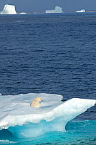 Polar bear (Ursus maritimus) on an iceberg, Baffin Bay, Canada. September.