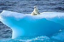 Polar bear (Ursus maritimus) on an iceberg, Baffin Bay, Canada. September.