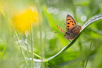 Small copper butterfly (Lycaena phlaeas) in meadow. Peak District National Park, Derbyshire, UK. May.
