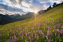 Meadow of Fragrant Orchids (Gymnadenia conopsea) at sunset. Tirol, Austrian Alps, Austria, June.