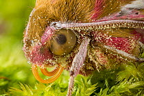 Elephant Hawkmoth (Deilephila elpenor) close up of head showing proboscis. Note the pollen grains attached to its hairs. Peak District National Park, Derbyshire, UK. August. Focus Stacked.