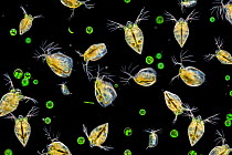 Water fleas (Daphnia sp.) and a green algae (Volvox aureus) in water from a garden pond. Derbyshire, UK. September. Digital composite.