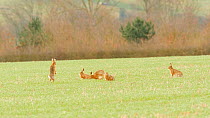 Group of Brown hares (Lepus europaeus) chasing each other in spring, Bedfordshire, England, UK, March.