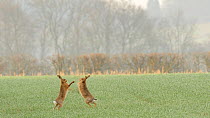 Two male Brown hares (Lepus europaeus) boxing, chasing a female, Bedfordshire, England, UK, March.