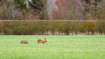 Pair of Brown hares (Lepus europaeus) chasing each other in spring, Bedfordshire, England, UK, March.