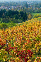 Vineyards near Chateau-Chalon, Jura, Franche-Comte, France, October.