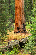 Giant sequoia (Sequoiadendron giganteum) Log Meadow, Sequoia National Park, California, USA, September.