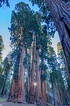The Senate Group of Giant sequoia (Sequoiadendron giganteum) trees on the Congress Trail in Sequoia National Park, California, USA, September 2014.