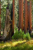 Giant sequoia (Sequoiadendron giganteum) trees in Sequoia National Park, California, USA, September 2014.