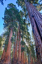 The Senate Group of Giant sequoia (Sequoiadendron giganteum) trees on the Congress Trail in Sequoia National Park, California, USA