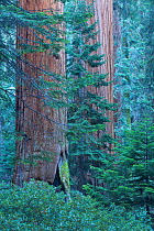 Giant sequoia (Sequoiadendron giganteum) trees in Sequoia National Park, California, USA