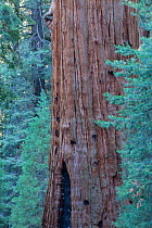General Sherman Tree, the largest tree in the world, Giant sequoia (Sequoiadendron giganteum) Sequoia National Park, California, USA