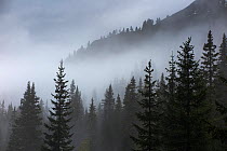 Pine trees in the mist at Alpe de Lerosa, Dolomite Mountains,  Belluno Province, Veneto, Italy