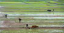 Farmers ploughing a rice paddy nearr Phong Nha, Quang Binh Province, Vietnam, January 2015.