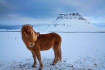 Iceland horses grazing in the snow in front of Kirkjufell, Snaefellsnes Peninsula, Iceland. February 2016.