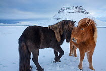 Iceland horses greeting in front of Kirkjufell, Snaefellsnes Peninsula, Iceland, February.