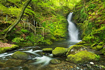 Dolgoch Falls, Gwynedd, Wales, UK, May.