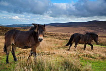 Exmoor ponies with Dunkerry Beacon beyond, Exmoor National Park, Somerset, England, UK, November 2014,