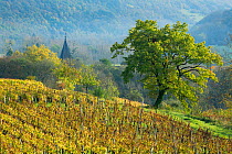 Vineyards near Château-Chalon, Jura, Franche-Comte, France, October 2014.