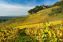 Vineyards near Chateau-Chalon, Jura, Franche-Comte, France, October 2014.