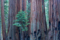 The House Group of Giant sequoia (Sequoiadendron giganteum) trees on the Congress Trail, Sequoia National Park, California, USA, September 2014.