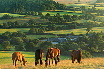 Horsesgrazing on Bulbarrow Hill at dawn, Dorset, England, UK, July.