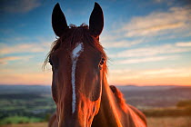 Horse on Bulbarrow Hill at dawn, Dorset, England, UK, July 2014.