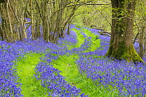 Bluebells (Hyacinthoides non-scripta) flowering in  woodland with track running through,   near Minterne Magna, Dorset, England, UK, April.