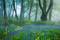 Track through Bluebells (Hyacinthoides non-scripta) in the woods near Minterne Magna, Dorset, England, UK, April..