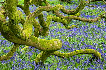 Bluebells (Hyacinthoides non-scripta) in woodland near Minterne Magna, Dorset, England, UK, April.