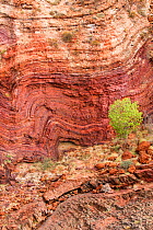 Folded rock strata at Hamersley Gorge, Karijini National Park, Pilbarra, Western Australia, December 2015.