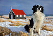 Border collie dog sitting with the church at Bjarnarhofn in background, Snaefellsness Peninsula, Iceland, March 2015.