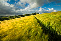 Barley  (Hordeum vulgare) field near Cerne Abbas, Dorset, England, UK. July 2016.