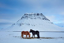 Horses grazing in the snow in front of Kirkjufell, Snaefellsnes Peninsula, Iceland, February 2016.