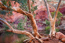 Eucalyptus tree and folded strata, Hamersley Gorge, Karijini National Park, Pilbarra, Western Australia, December 2015.