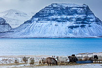Sheep with snow covered Kirkjufell beyond, Snaefellsness Peninsula, Iceland, March 2015.