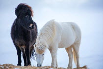 Icelandic horses, one black and one white, near Helgafell, Snaefellsnes Peninsula, Iceland