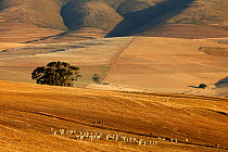 Rolling farmland in the Overberg region near Villiersdorp, Western Cap, South Africa, December 2014.