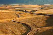 Rolling farmland in the Overberg region near Villiersdorp, Western Cape, South Africa. December 2014.